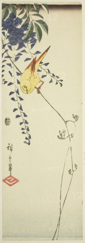 Canary and wisteria, c. 1843/47, Utagawa Hiroshige ?? ??, Japanese, 1797-1858, Japan, Color woodblock print, chutanzaku, 13 1/4 x 4 1/2 in.