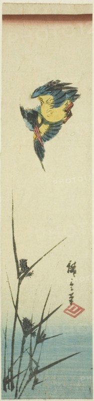Kingfisher and reeds, c. 1840, Utagawa Hiroshige ?? ??, Japanese, 1797-1858, Japan, Color woodblock print, kotanzaku, 33.8 x 7.8 cm (13 1/4 x 3 in.)