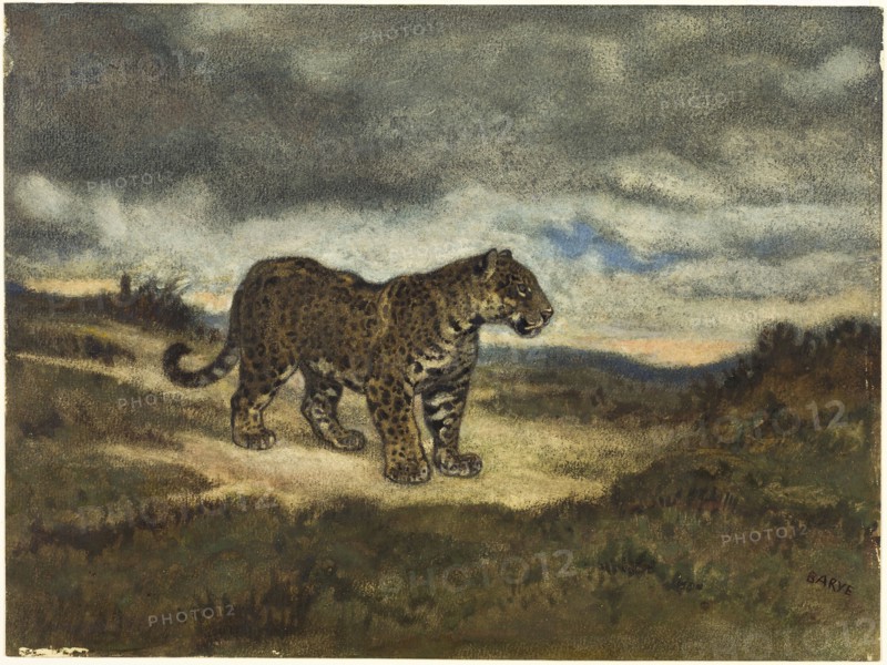 Jaguar Standing, 1830/50, Antoine Louis Barye, French, 1795-1875, France, Watercolor, with black crayon, touches of gouache, and wiping, on cream laid paper, laid down on Japanese paper, 250 × 335 mm