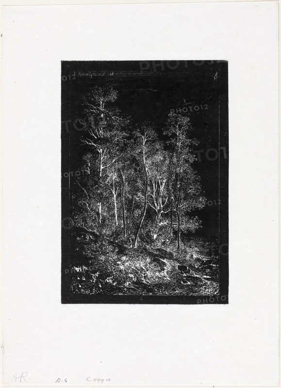 Trees, 1848, Henri Joseph Harpignies, French, 1819-1916, France, Etching printed in relief on ivory wove paper, 192 × 132 mm (plate), 301 × 217.5 mm (sheet)
