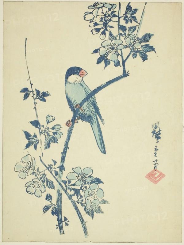 Java sparrow on cherry branch, c. 1830/44, Utagawa Hiroshige ?? ??, Japanese, 1797-1858, Japan, Color woodblock print, koban, 22.7 x 16.9 cm (8 15/16 x 6 11/16 in.)
