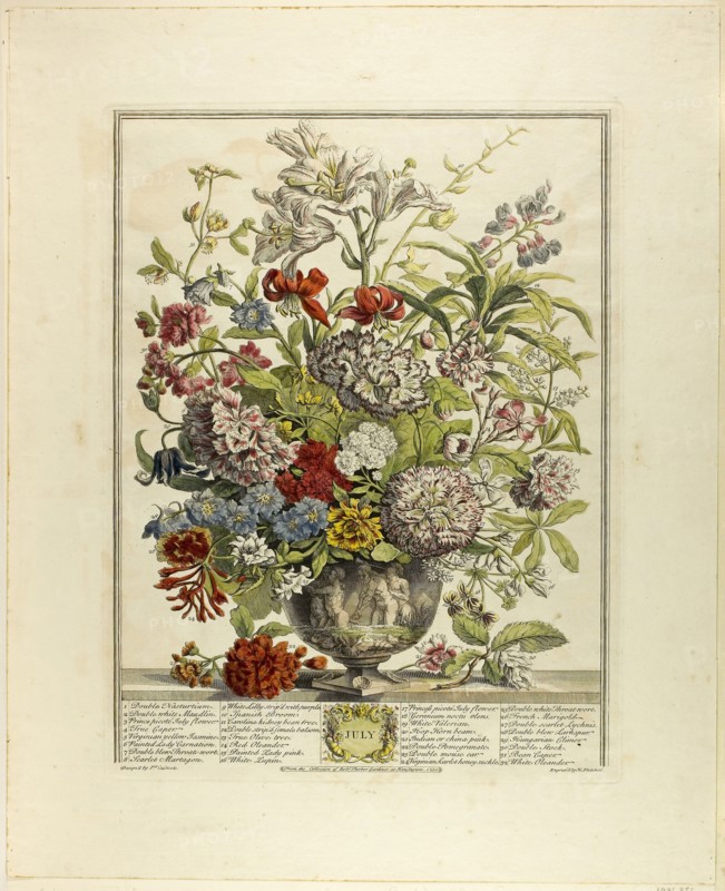 July, n.d., Henry Fletcher (English, 1710-1750), after Peter Casteels III (Flemish, 1684-1749), England, Hand-colored etching on paper, 405 × 305 mm (image), 600 × 465 mm (sheet)