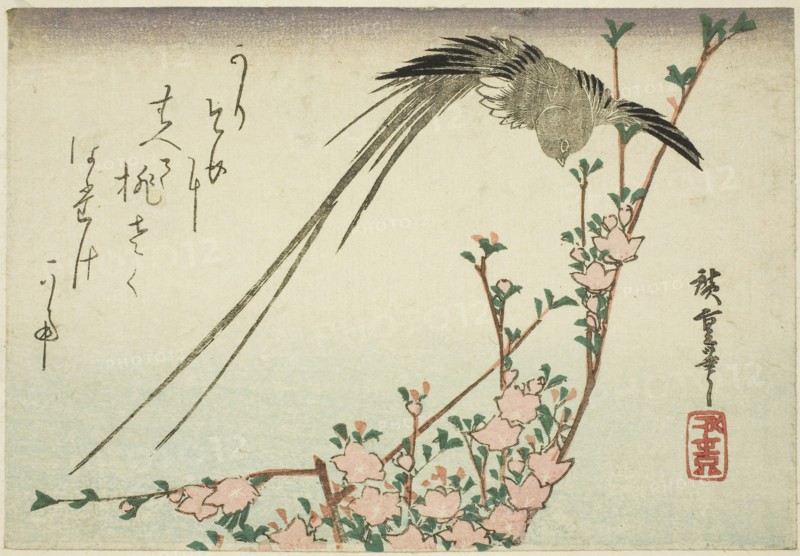 Long-tailed bird and peach blossoms, 1830s, Utagawa Hiroshige ?? ??, Japanese, 1797-1858, Japan, Color woodblock print, yotsugiriban, 13.1 x 19 cm