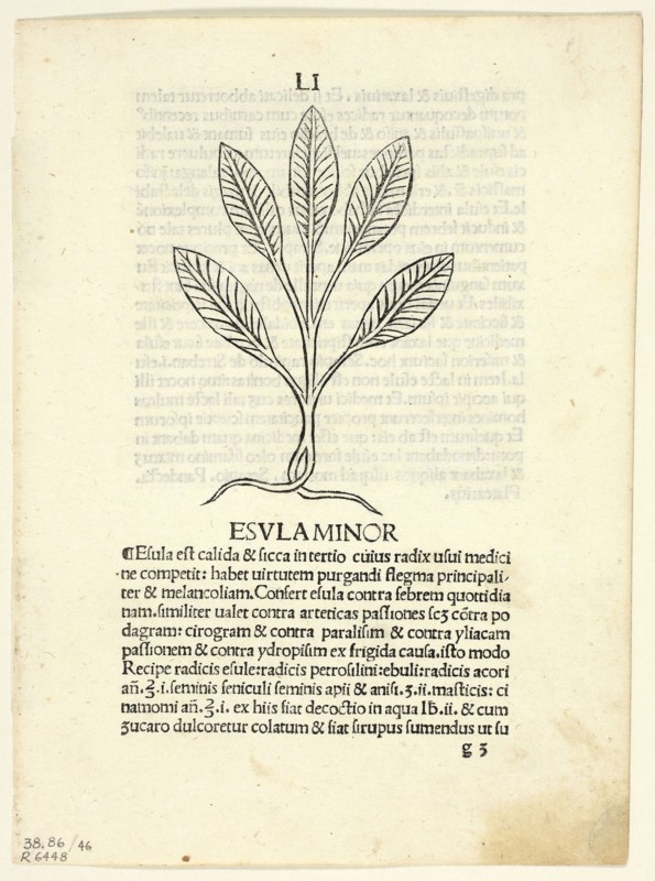 Esula Minor from Herbarium, Plate 46 from Woodcuts from Books of the 15th Century, 1491, portfolio assembled 1929, Unknown Artist (Vicenza, late 15th century), printed and published by Leonardus Achates (Swiss, active Italy, 1472-1491), original text by Arnaldus de Villa Nova (Spanish, c. 1240–1311), portfolio text by Wilhelm Ludwig Schreiber (German, 1855–1932), Italy, Woodcut in black, and letterpress in black (recto and verso), on cream laid paper, tipped onto cream wove paper mat, 93 x 64 mm (image), 195 x 141 mm (sheet)