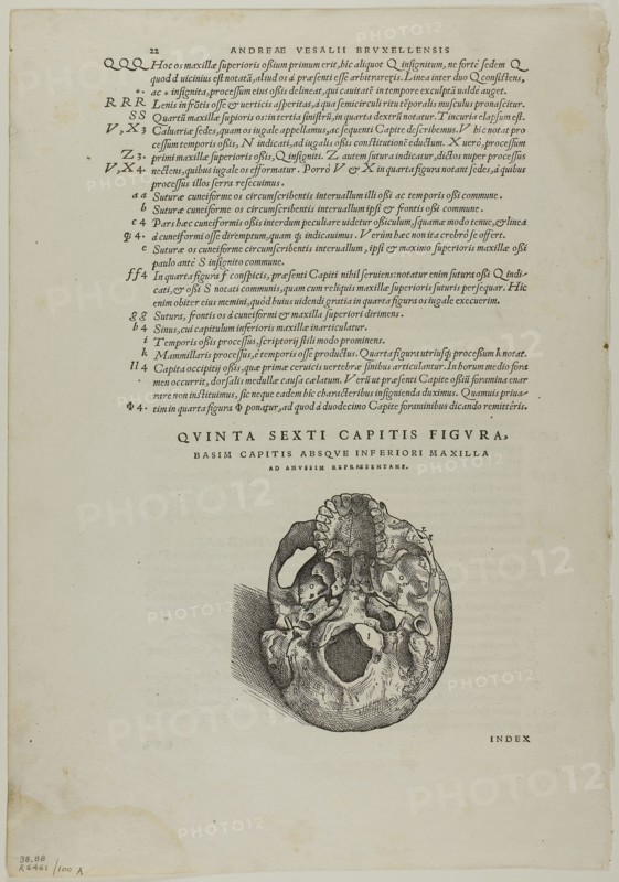 Leaf from De humani corporis fabrica (skull), plate 100 from Woodcuts from Books of the XVI Century, 1543, assembled into portfolio 1937, Attributed to Jan Stephan van Calcar (Netherlandish, 1499-1546/50), assembled by Max Geisberg (Swiss, 1875-1943), Netherlands, Woodcut on paper, 111 x 109 mm (image, recto), 324 x 196 mm (image/text, recto), 79 x 103 mm (image, verso), 325 x 193 mm (image/text, verso), 401 x 280 mm (sheet)