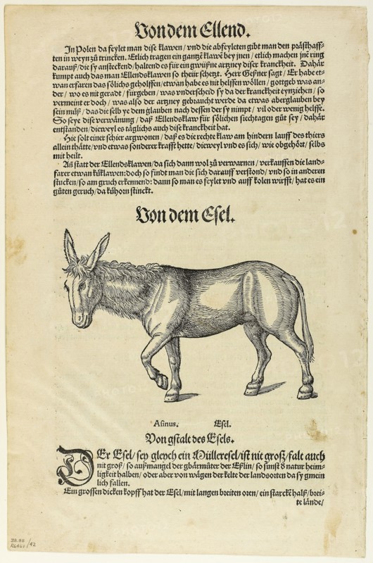 Illustration from Thierbuch, plate 42 from Woodcuts from Books of the XVI Century, 1563, assembled into portfolio 1937, Attributed to Hans Asper (Swiss, c. 1499-1571), assembled by Max Geisberg (Swiss, 1875-1943), Switzerland, Woodcut on paper, 110 x 162 mm (image), 306 x 170 mm (image/text), 348 x 229 mm (sheet)