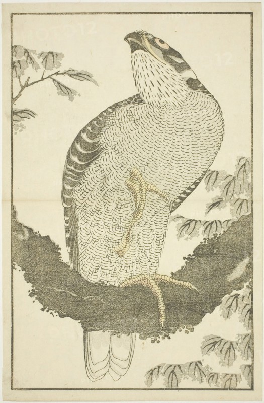 Hawk, from The Picture Book of Realistic Paintings of Hokusai (Hokusai shashin gafu), c. 1814, Katsushika Hokusai ?? ??, Japanese, 1760-1849, Japan, Color woodblock print (album sheet), 33.8 x 22 cm