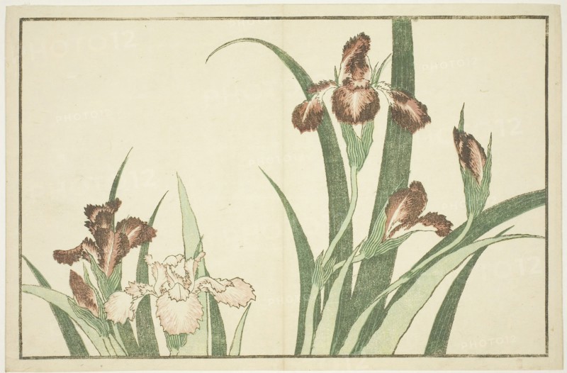 Iris, from The Picture Book of Realistic Paintings of Hokusai (Hokusai shashin gafu), c. 1814, Katsushika Hokusai ?? ??, Japanese, 1760-1849, Japan, Color woodblock print (album sheet), 22.3 x 34 cm (8 3/4 x 13 3/8 in.)