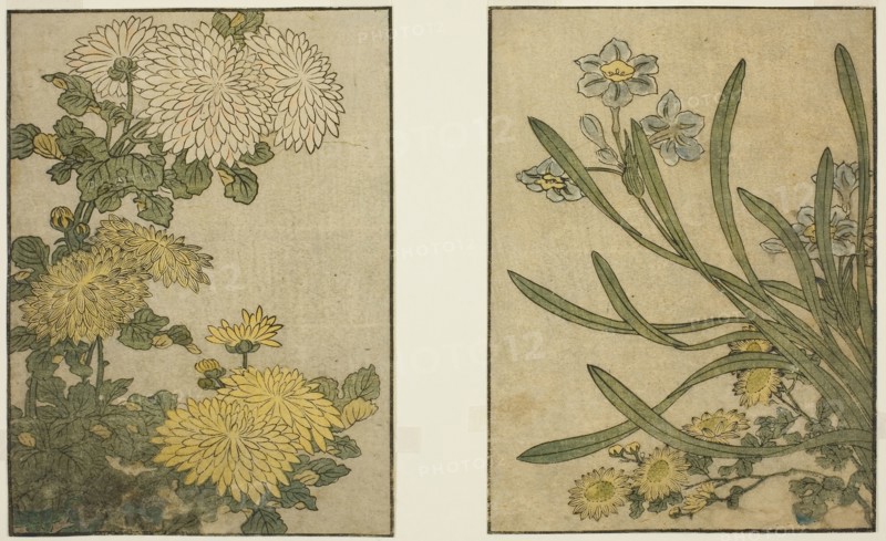 Chrysanthemum and Narcissus, from the illustrated book Picture Book: Flowers of the Four Seasons (Ehon shiki no hana), vol. 2, New Year, 1801, Kitagawa Utamaro ??? ??, Japanese, 1753 (?)-1806, Japan, Color woodblock print, 2 pages from illustrated book