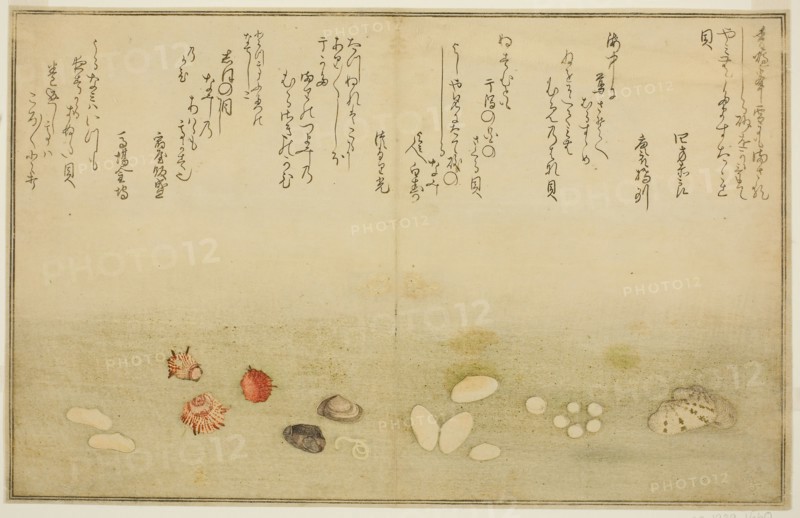 Sudare-gai, hana-gai, sakura-gai, mumeno-gai, nadeshiko-gai, and kinuta-gai, from the illustrated book Gifts from the Ebb Tide (Shiohi no tsuto), 1789, Kitagawa Utamaro ??? ??, Japanese, 1753 (?)-1806, Japan, Color woodblock print, double-page illustration from book