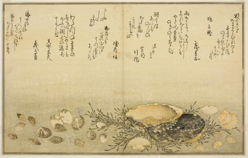 Chidori-gai, itaya-gai, awabi, utsuse-gai, asari-gai, and monoara-gai, from the illustrated book Gifts from the Ebb Tide (Shiohi no tsuto), 1789, Kitagawa Utamaro ??? ??, Japanese, 1753 (?)-1806, Japan, Color woodblock print, double-page illustration from book