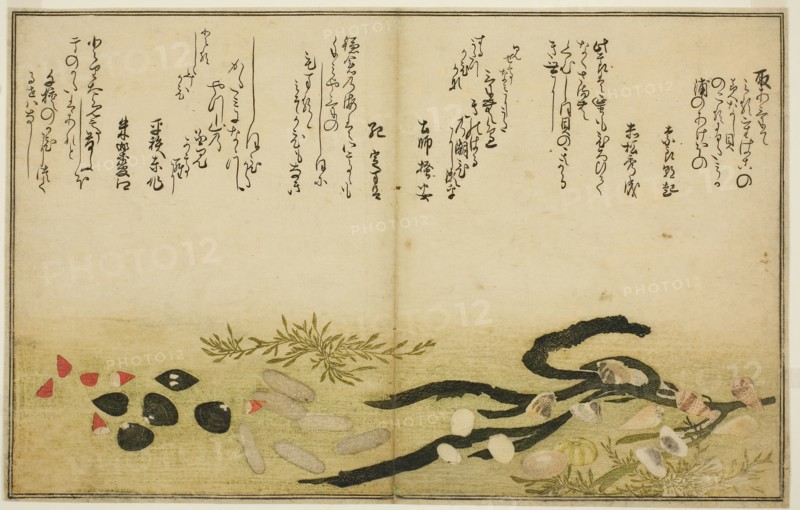 Minashi-gai, shio-gai, katatsu-gai, miso-gai, chijimi-gai, and chigusa-gai, from the illustrated book Gifts from the Ebb Tide (Shiohi no tsuto), 1789, Kitagawa Utamaro ??? ??, Japanese, 1753 (?)-1806, Japan, Color woodblock print, double-page illustration from book