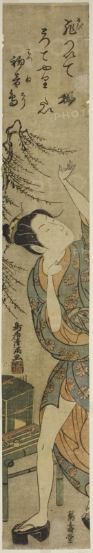 Young woman releasing a bird, c. 1760/65, Torii Kiyomitsu I, Japanese, 1735-1785, Japan, Color woodblock print, hashira-e, benizuri-e, 62.2 x 9.8 (24 1/2 x 3 7/8 in.)