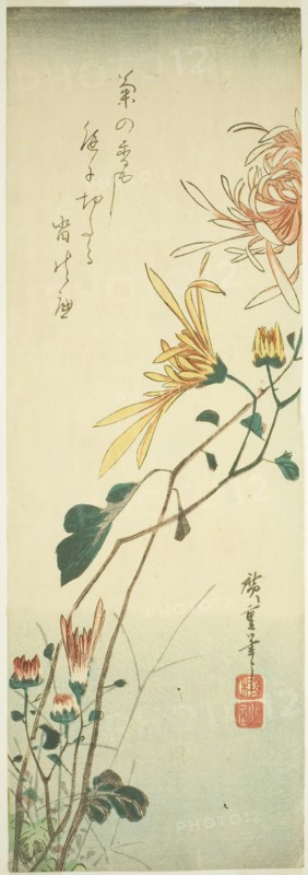 Chrysanthemums, c. 1840, Utagawa Hiroshige ?? ??, Japanese, 1797-1858, Japan, Color woodblock print, chutanzaku, 37.8 x 13 cm (5 1/16 x 14 7/8 in.)