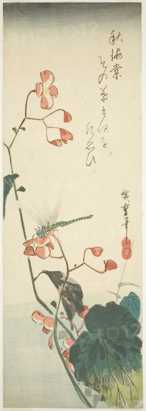 Dragonfly and begonia, 1830s, Utagawa Hiroshige ?? ??, Japanese, 1797-1858, Japan, Color woodblock print, chutanzaku, 37.5 x 13 cm (5 1/16 x 14 13/16 in.)