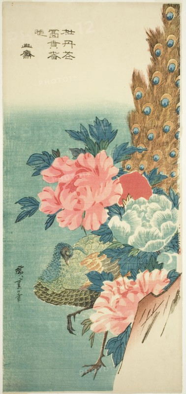 Peacock and peonies, 1830s, Utagawa Hiroshige ?? ??, Japanese, 1797-1858, Japan, Color woodblock print, otanzaku, 38 x 17.5 cm (14 7/8 x 6 7/8 in.)