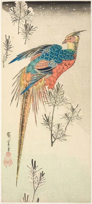A Golden Pheasant Perched on a Steep Snowy Hillside amid Small Pine Saplings, c. 1833, Utagawa Hiroshige ?? ??, Japanese, 1797–1858, Japan, Color woodblock print, otanzaku, 37 x 16.5 cm (6 1/2 x 14 1/2 in.)