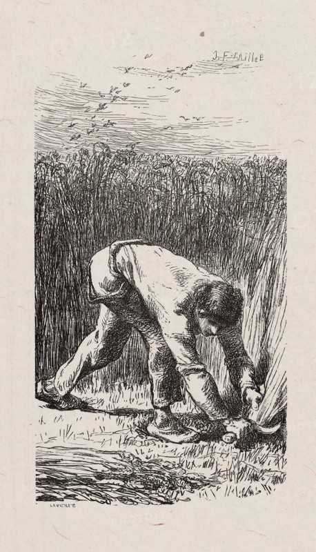 Reaper, 1853, after drawing made in 1852, Jacques Adrien Lavieille (French, 1818-1862), after Jean François Millet (French, 1814-1875), France, Wood engraving in black on gray China paper, laid down on ivory wove paper (chine collé), 135 × 74 mm (image), 182 × 132 mm (primary support), 291 × 235 mm (secondary support)