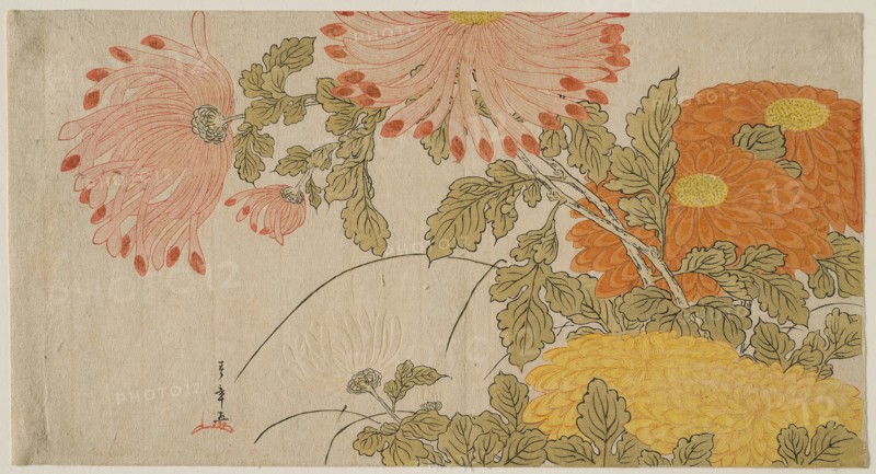 Chrysanthemums, early 1780s, Katsukawa Shunsho ?? ??, Japanese, 1726-1792, Japan, Color woodblock print, surimono, 19.8 x 37 cm (7 13/16 x 14 5/8 in.)