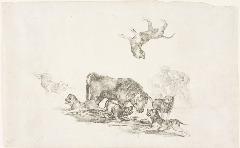 Bull Attacked by Dogs, 1824–25, Francisco José de Goya y Lucientes, Spanish, 1746-1828, Spain, Lithograph on ivory wove paper, 198 x 315 mm