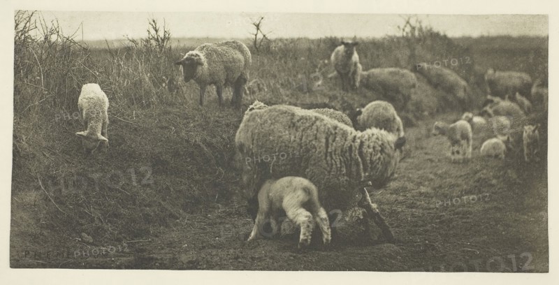 A March Pastoral (Suffolk), c. 1883/87, printed 1888, Peter Henry Emerson, English, born Cuba, 1856–1936, England, Photogravure, pl. XII from the album "Pictures of East Anglian Life" (1888), 11.3 × 23.5 cm (image/paper), 33.9 × 42.6 cm (album page)