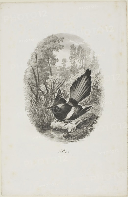 The Magpie, 1843, Charles François Daubigny, French, 1817-1878, France, Etching and engraving on white wove paper, 170 × 125 mm (image), 300 × 195 mm (sheet)