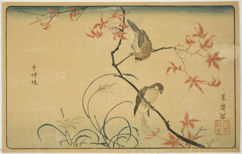 Society Finches (Jushimatsu), 1790s, Kitao Masayoshi (Kuwagata Keisai), Japanese, 1764–1824, Japan, Color woodblock print, oban, 9 1/2 x 15 in.