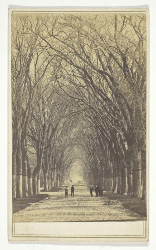 Untitled (avenue of trees), n.d., American, 19th century, United States, Albumen print, 9 x 5.8 cm (image), 10.1 x 6.1 cm (card)