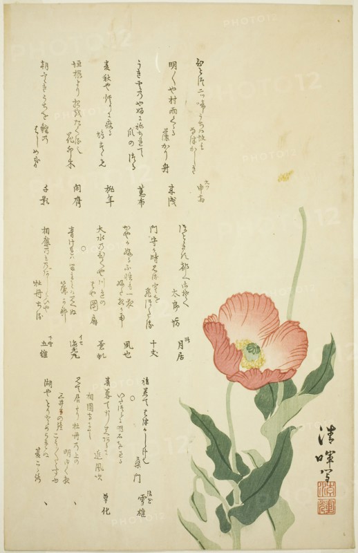 Two Poppies, c. early 1820s, Yokoyama Seiki, Japanese, 1793-1865, Japan, Color woodblock print, surimono, 24.4 x 38.0 cm