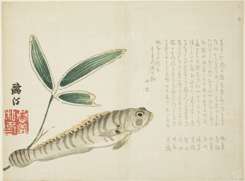 Fish and Bamboo, 1860s, Maezawa Otei, Japanese, 1827-?, Japan, Color woodblock print, surimono, 24.8 x 18.4 cm