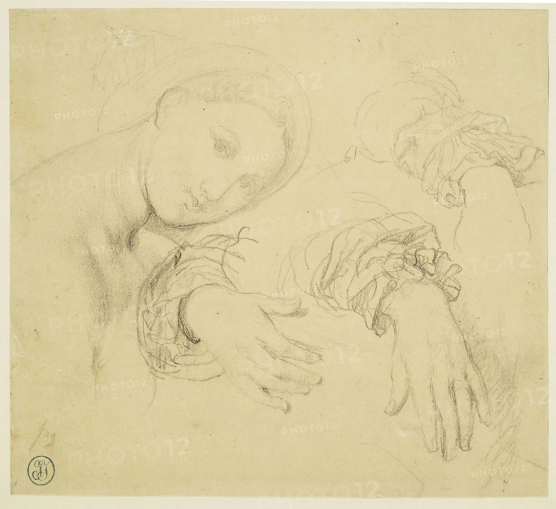 Sheet of Studies with the Head of the Fornarina and Hands of Madame de Senonnes, 1814/16, Jean–Auguste–Dominique Ingres, French, 1780–1867, France, Graphite, with stumping, on light-weight yellowish-tan wove paper, laid down on white wove paper, perimeter mounted on cream wove paper, 189 × 210 mm