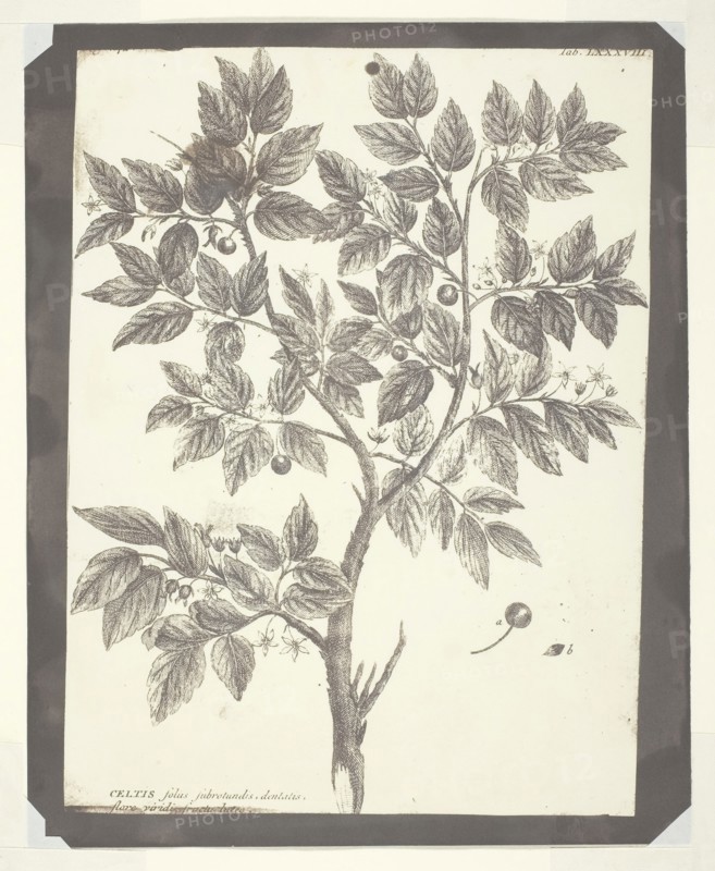 Copy of Botanical Engraving of Celtis, 1840/45, William Henry Fox Talbot, English, 1800–1877, England, Salted paper print, 21.5 × 16 cm (image), 23.2 × 18.7 cm (paper)