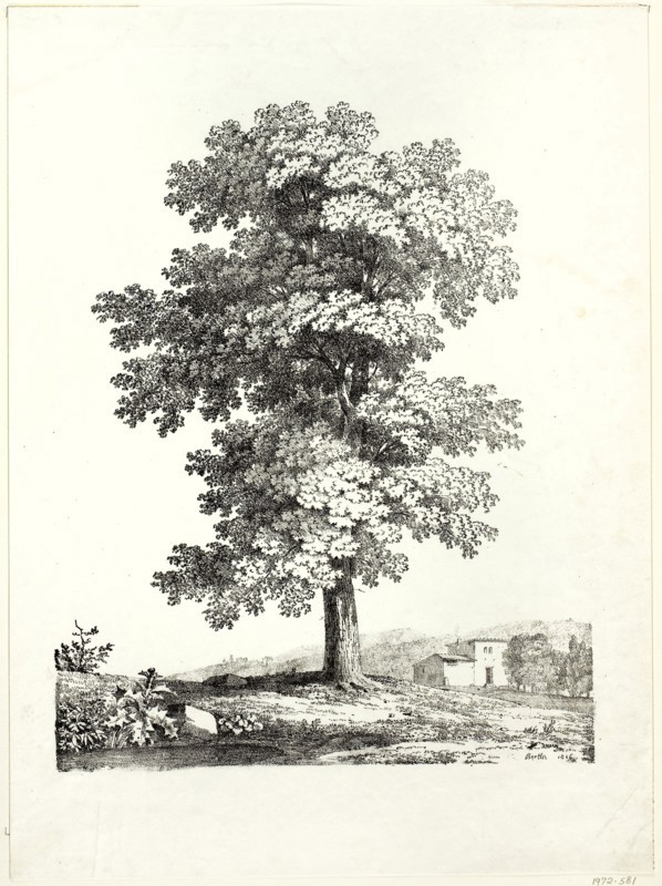 Study of a Tree, 1816, Jean Victor Bertin (French, 1775-1842), printed by Comte de Charles Philibert Lasteyrie du Saillant (French, 1759-1849), France, Lithograph in black on ivory wove paper, 381 × 310 mm (image), 499 × 369 mm (sheet)