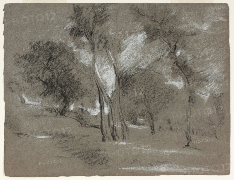 Landscape with Trees, n.d., Jean Baptiste Carpeaux, French, 1827-1875, France, Black and white chalk on gray wove paper, 122 × 159 mm
