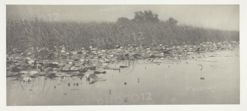 Water-Lilies, 1886, Peter Henry Emerson, English, born Cuba, 1856–1936, England, Platinum print, pl. VIII from the album "Life and Landscape on the Norfolk Broads" (1886), edition of 200, 12.3 × 28.5 cm (image/paper), 28.6 × 41 cm (album page)