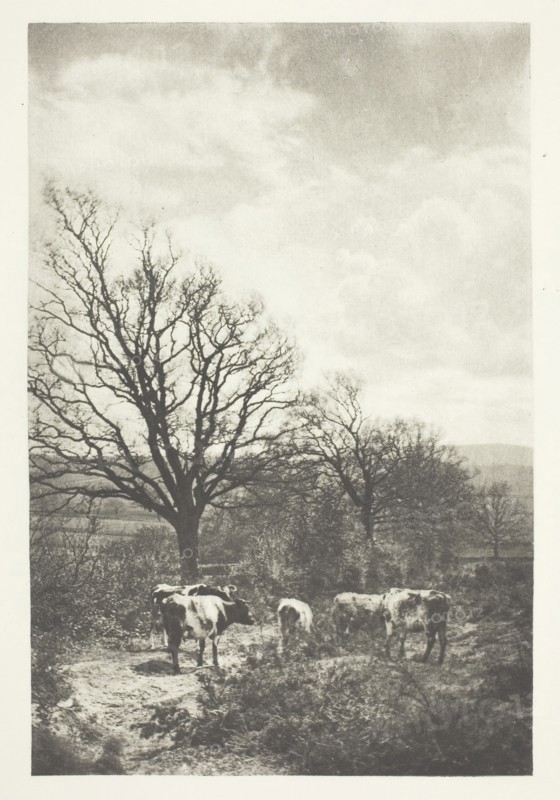 A Windy Corner, 1880/90, printed January 1891, B. Gay Wilkinson, English, 1857–1927, England, Photogravure, from "Sun Artists, Number 6" (1891), 17.1 × 11.4 cm (image), 37.6 × 28 cm (paper)