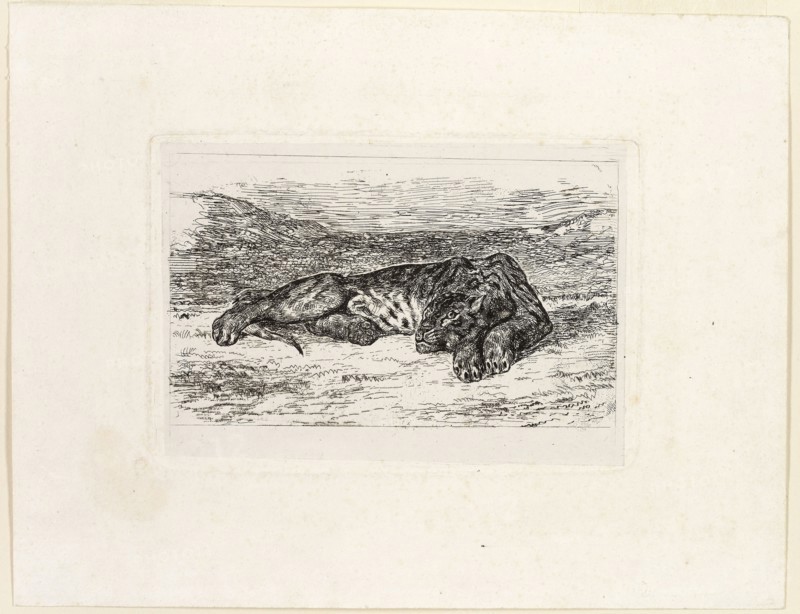 Tiger Resting in the Desert, 1846, Eugène Delacroix, French, 1798-1863, France, Etching on white chine, laid down on white wove paper, 87 × 127 mm (chine), 90 × 133 mm (plate), 165 × 212 mm (sheet)