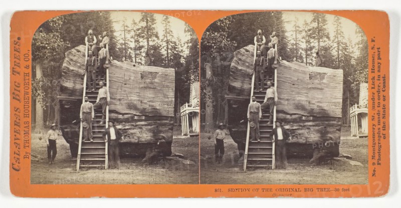 Section of the Original Big Tree, 30 feet diameter, 1868/70, Thomas Houseworth & Co., American, 1828–1915, United States, Albumen print, stereo, No. 801 from the series "Calaveras Big Trees