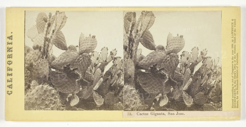 Cactus Giganta, San Jose, 1864, Lawrence & Houseworth, American, active 1860s, United States, Albumen print, stereo, No. 75 from the series "California