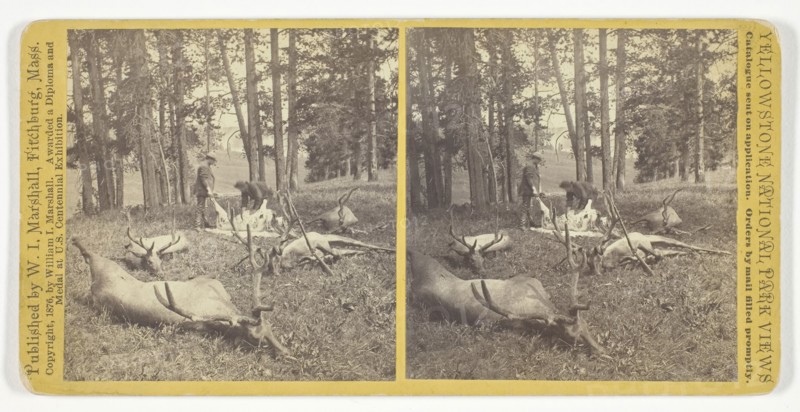 Successful Hunters dressing Elk, 1876, William I. Marshall, American, active late 19th century, United States, Albumen print, stereo, No. 56 from the series "Yellowstone National Park Views
