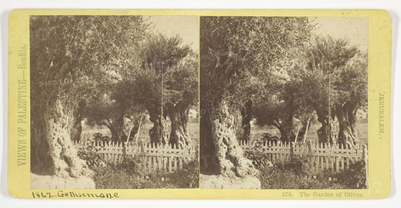 The Garden of Olives, Jerusalem, 1860/85, Félix Bonfils, French, 1831–1885, France, Albumen print, stereo, No. 576 from the series "Views of Palestine