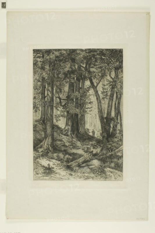 A California Forest, 1888, Mary Nimmo (American, 1842-1899), Thomas Moran (American, born England, 1837-1926), United States, Etching and roulette on paper, 297 x 203 mm (image), 325 x 223 mm (plate), 469 x 322 mm (sheet)