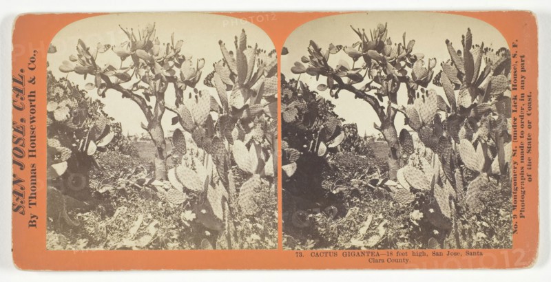 Cactus Gigantea, 18 feet high, San Jose, Santa Clara County, c. 1868, Thomas Houseworth & Co., American, 1828–1915, United States, Albumen print, stereo, No. 73 from the series "San Jose, Cal.