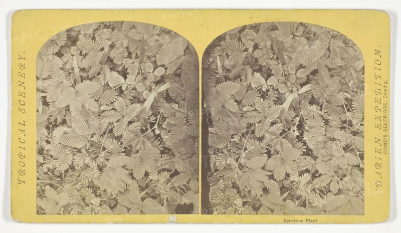 Sensitive Plant, 1870, Timothy O’Sullivan, American, born Ireland, 1840–1882, United States, Albumen print, stereo, 7.6 x 9 cm (each image), 10 x 17.7 cm (card)