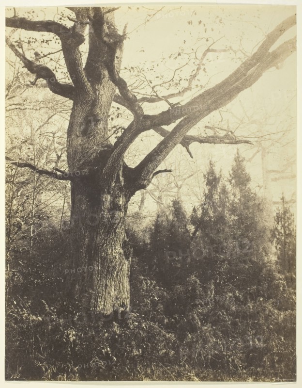 Untitled, c. 1860, Eugène Cuvelier, French, 1830–1900, France, Albumen print, 25.6 × 19.9 cm (image/paper)