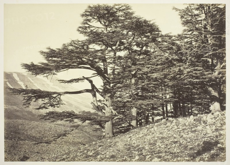 Cedars of Lebanon, c. 1870, Félix Bonfils, French, 1831–1885, France, Albumen print, 28 × 39.2 cm (image/paper), 48.9 × 62.9 cm (mount)