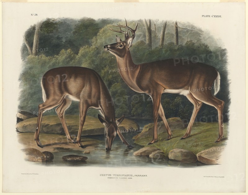 Cervus Virginianus, 1848, John Woodhouse Audubon, American, 1812-1862, United States, Hand-colored lithograph on wove paper, 438 x 620 mm (image), 555 x 707 mm (sheet)