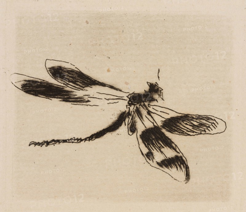 Dragonfly, plate 1 from Le Fleuve, 1874, Édouard Manet (French, 1832-1883), written by Charles Cros (French, 1842-1888), printed by Auguste Delâtre (French, 1822-1907) and Cochet (French, 19th century), published by Librairie de l’eau-forte (French, 19th century) and Richard Lesclide (French, 1825-1892), France, Etching, drypoint and aquatint in black on ivory laid paper, 48 × 55 mm (image), 59 × 60 mm (plate), 276 × 237 mm (sheet)