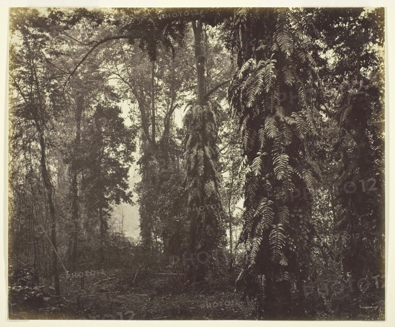 Darjeeling, India, c. 1865, Samuel Bourne, English, 1834–1912, England, Albumen print, 23.6 × 28.5 cm (image/paper)