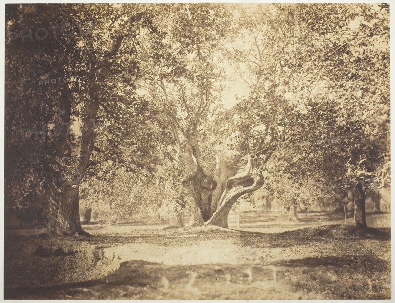 Tree, Forest of Fontainebleau, c. 1856, Gustave Le Gray, French, 1820–1884, France, Albumen print, 31.8 × 41.6 cm (image/paper), 53.2 × 71.1 cm (mount)